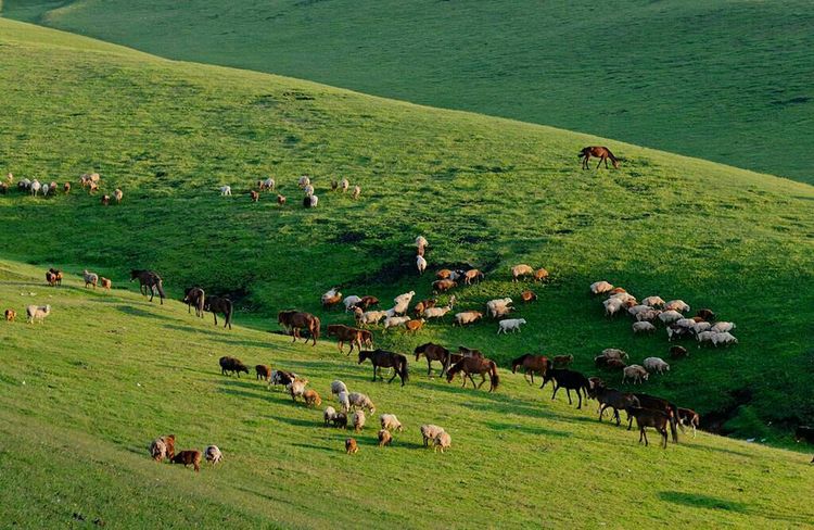 *疆新**是个好地方作者:刘尊鑫