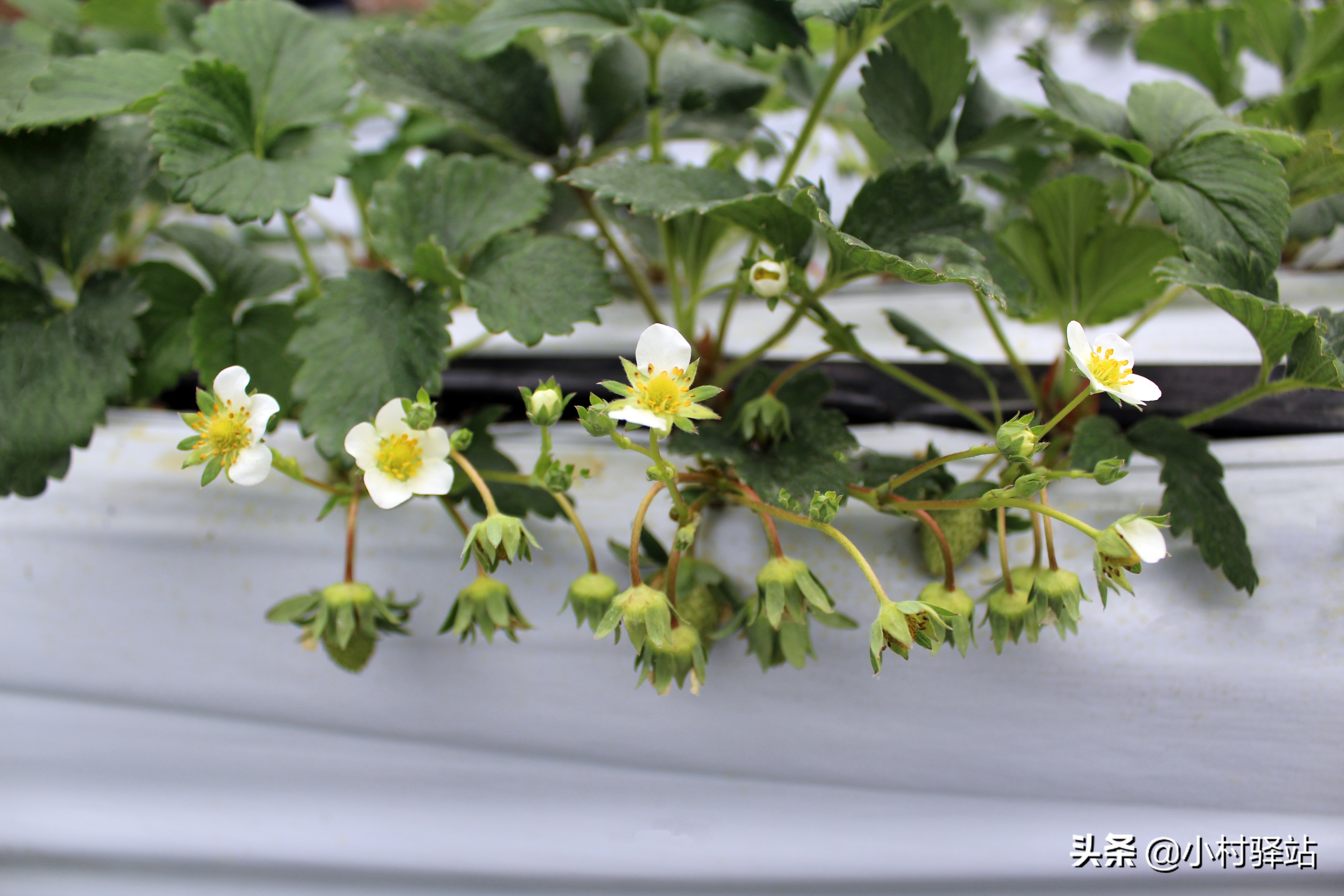 对付红蜘蛛用什么药,怎么对付红蜘蛛不用农药