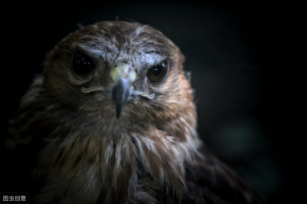 猫头鹰自古以来都是不祥之鸟,猫头鹰不祥的鸟