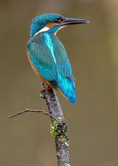 蓝胸佛法僧高清图片,蓝胸佛法僧