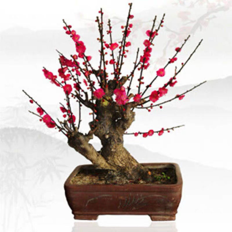红梅盆景什么品种最好养活,盆栽红梅市场价格