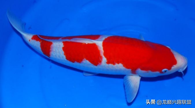 锦鲤入缸的正确方法,锦鲤新缸开缸注意事项