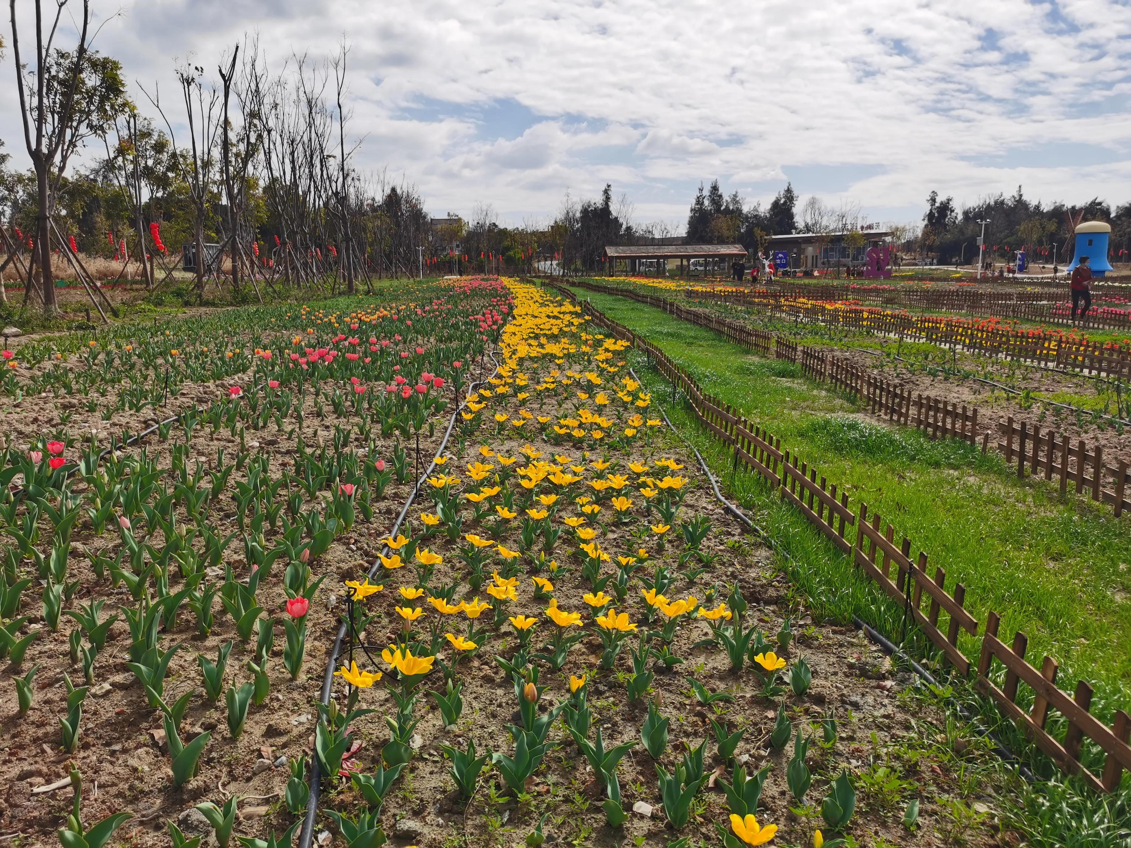 美丽郁金香花海,美丽郁金香gullale小程序