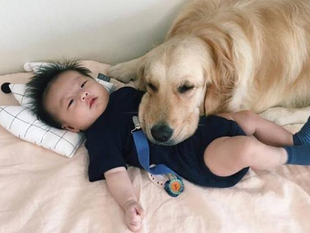 金毛犬如果不听话了怎么办,金毛犬怎么养才是正确的