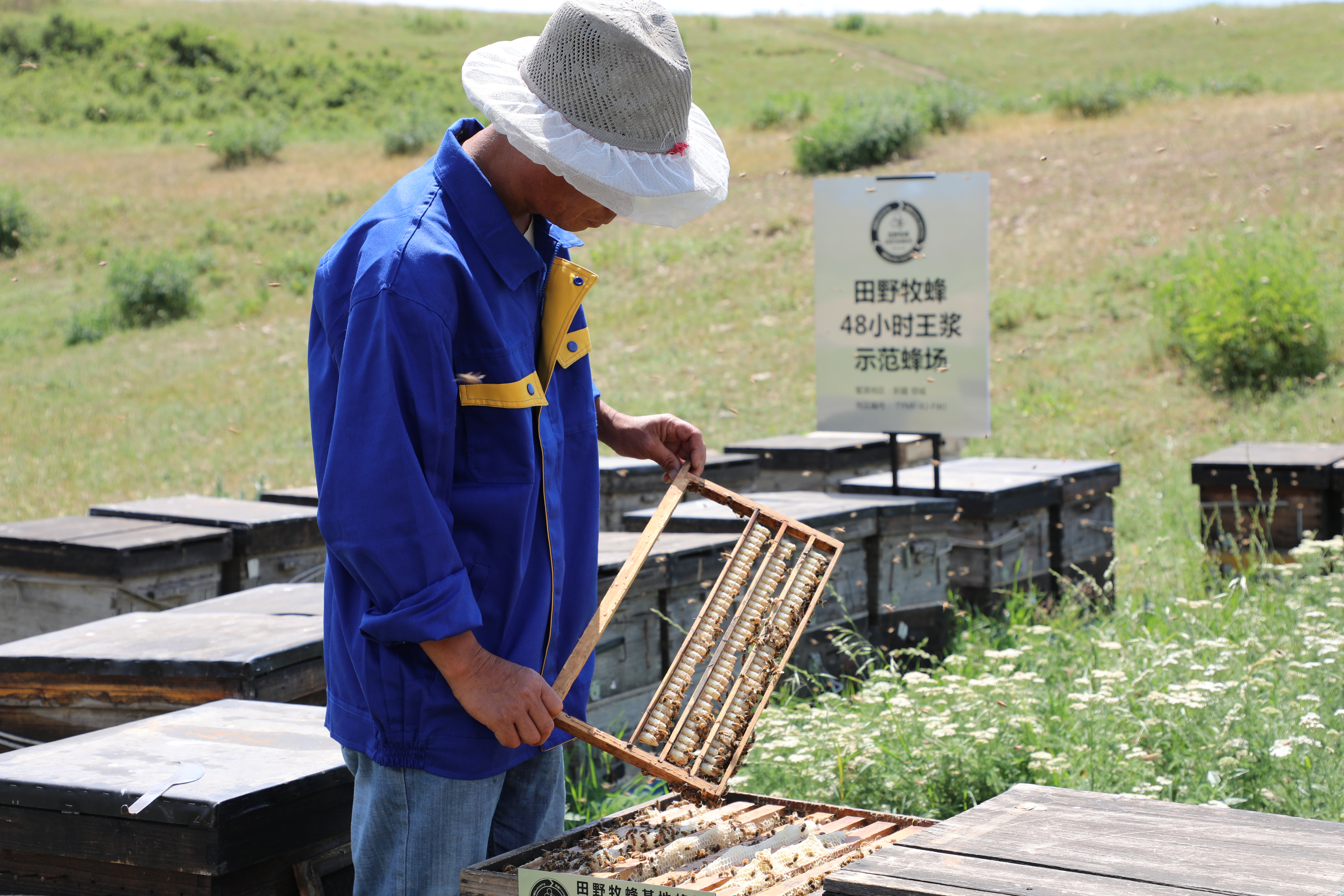 蜜蜂蜂王浆蜂胶蜂花粉的区别,蜂蜜和蜜蜂分不清