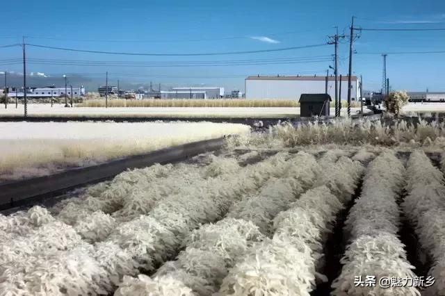 拍摄构图中常用的5种景别,摄影技巧三分法