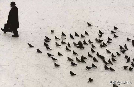 失恋狗是什么意思,失恋狗狗照片