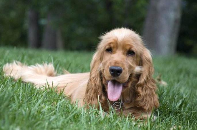 买狗为什么要选择有门店的,宠物店买狗需要注意什么