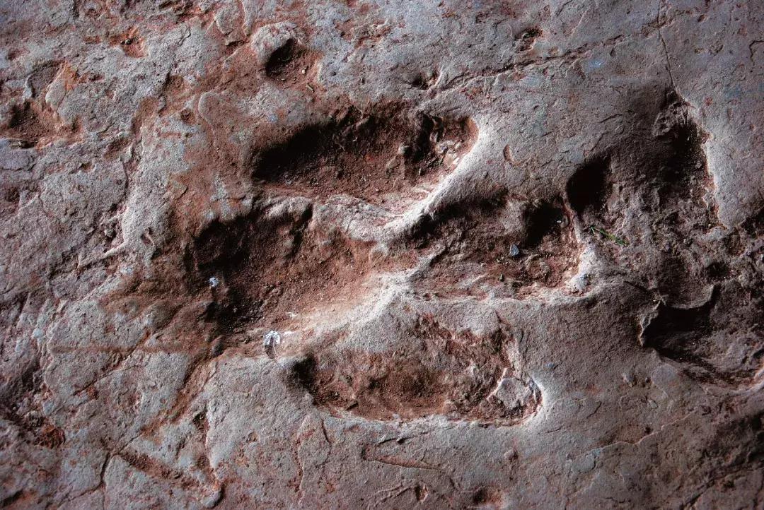 快去綦江的莲花保寨看看，那儿发生了一件事儿