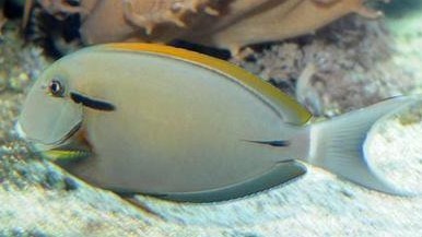 十大最好看的观赏鱼图片大全,十种最漂亮的观赏鱼图片