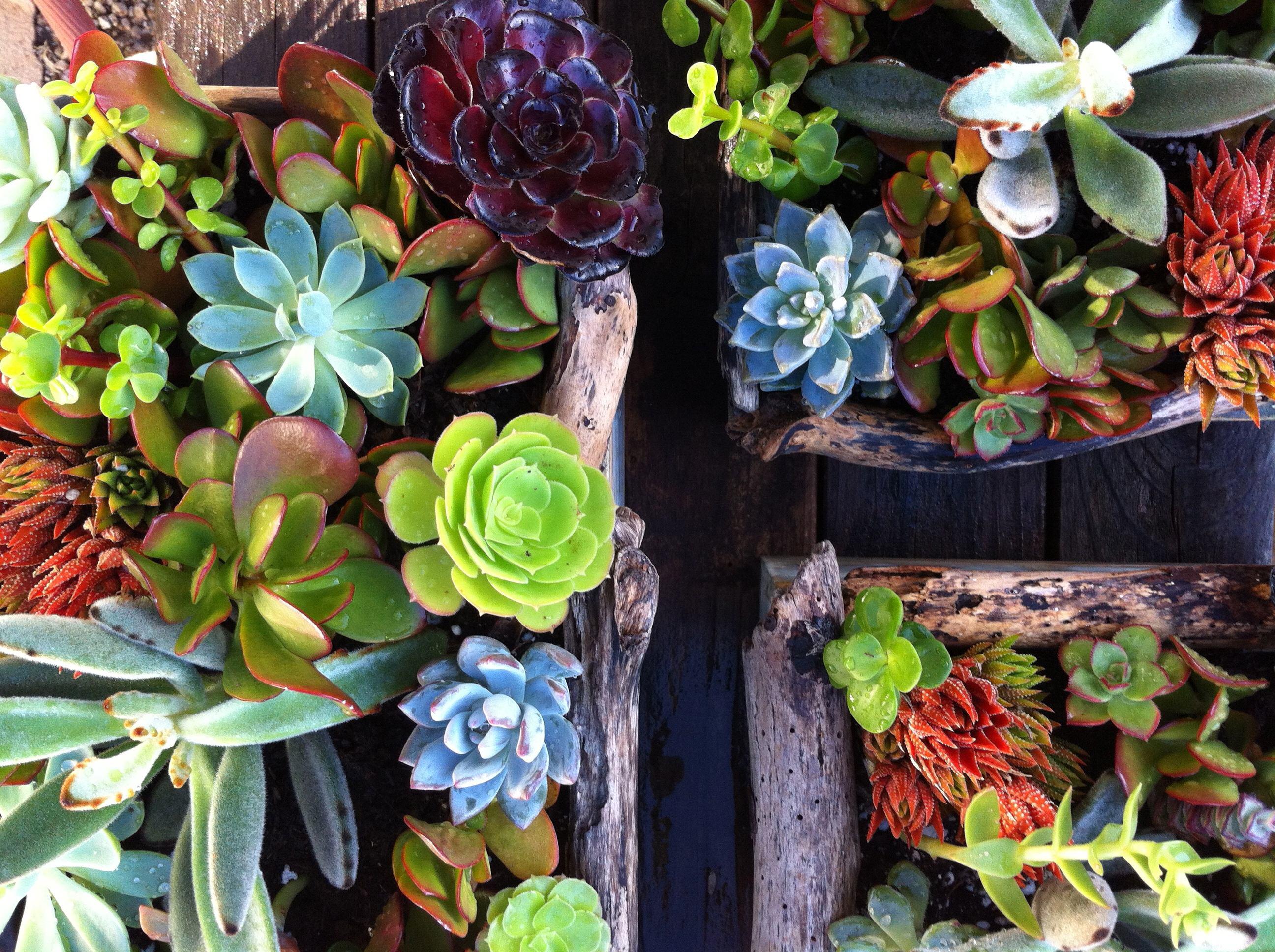 多肉的十大忠告有哪些,遇上这样的多肉千万别买