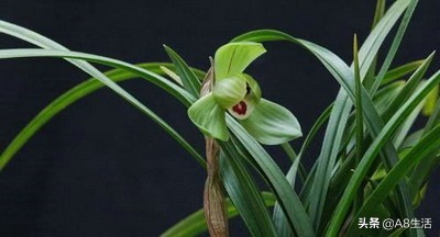 每日一品～中国兰花～春兰茗品～美芬荷