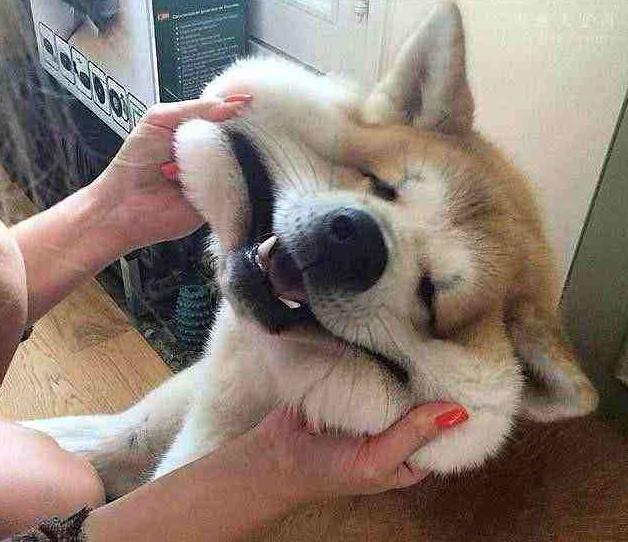 又聪明又干净服从性强的狗狗,这五种狗狗不吵不闹脾气超级好