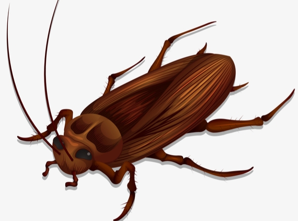 为什么把蟑螂踩死蟑螂会越来越多,涨知识野火烧不尽