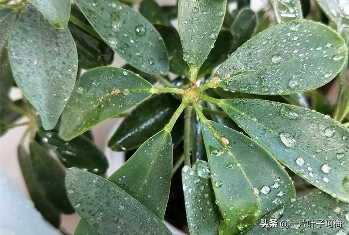 5个植物最招财,能开花又好养的植物又有寓意