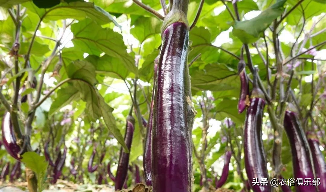 吊死鬼茄子,茄子鬼是真的吗