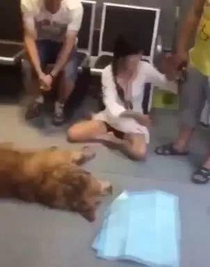 给金毛洗了澡还会掉毛吗,金毛洗完澡后晒干