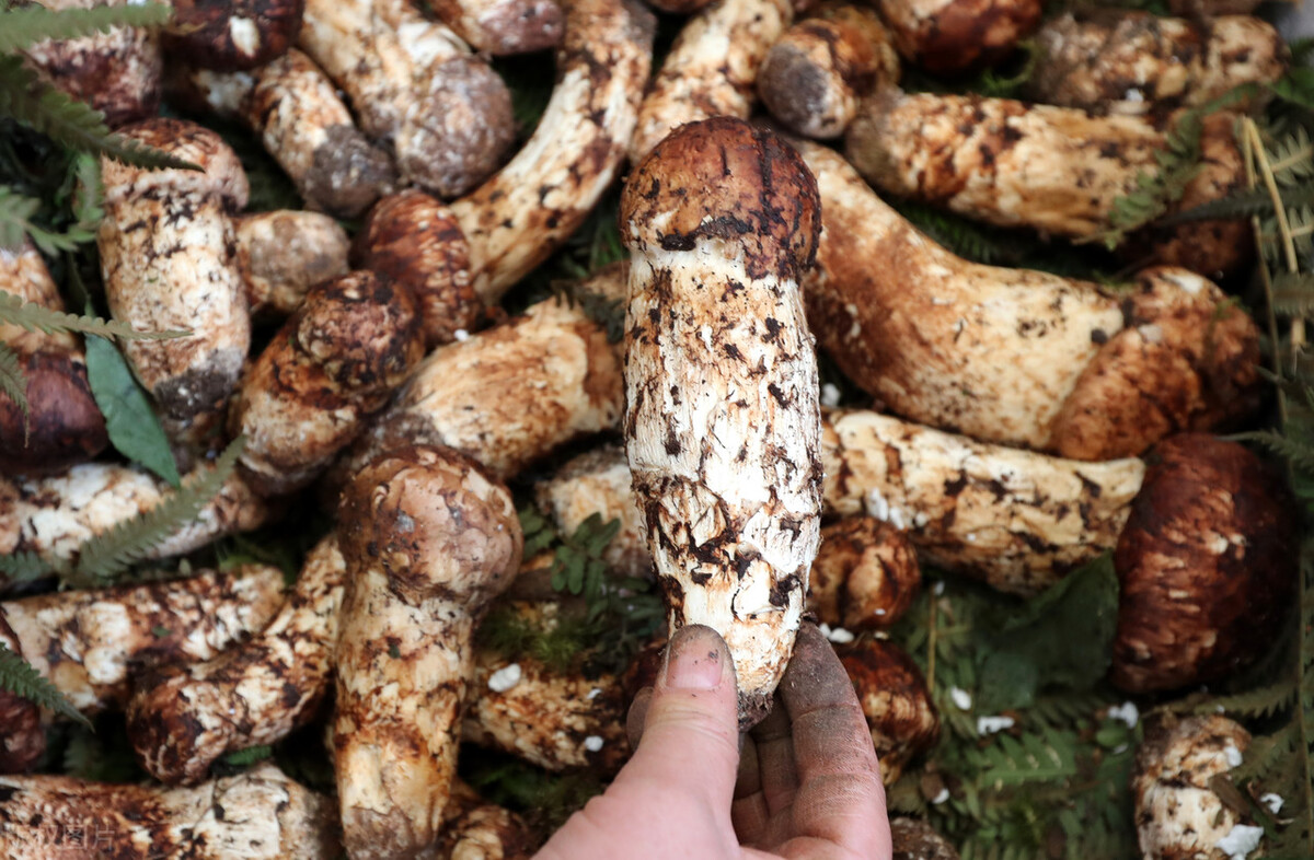 被称为菌中之冠的菌类是松茸,被誉为菌中之王的菌种叫什么名字