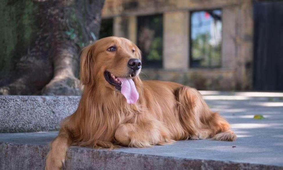 金毛多少天可以喂食,金毛什么时候喂一顿饭