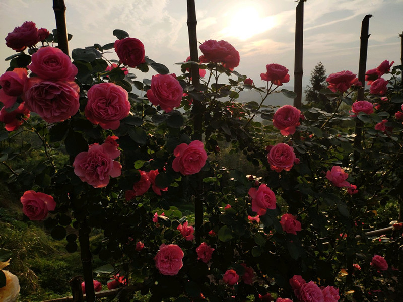7种小型藤本植物，能在阳台上养，花量巨大，花期长，阳台变花园