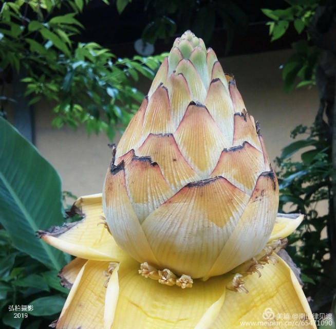 阿育王寺和白马寺,佛教阿育王简介