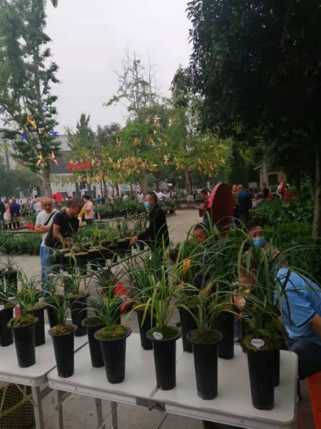 他是国兰大师，但一生酷爱名车，后来用两苗草换了一辆豪车