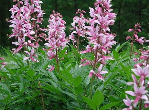 白鲜花瓣白带粉，粉身碎骨救他人