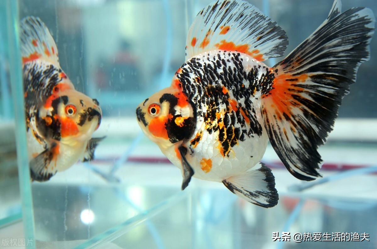 金鱼死亡怎么处理,怎么避免养的金鱼死亡