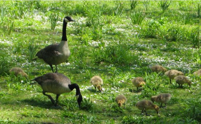 世界十大名校之一——康奈尔大学