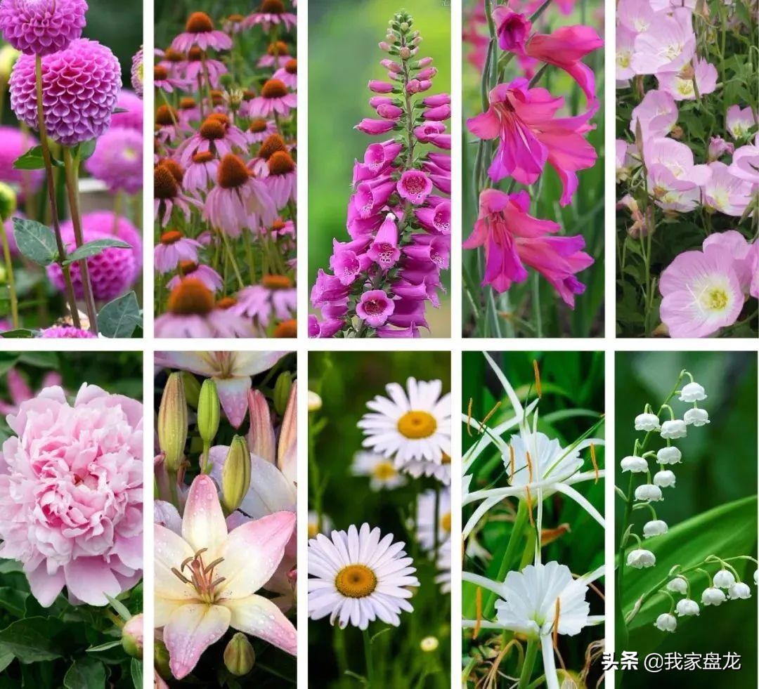 教你们一些特别实用的栽花小技巧,栽花有没有什么方法让它活得更好