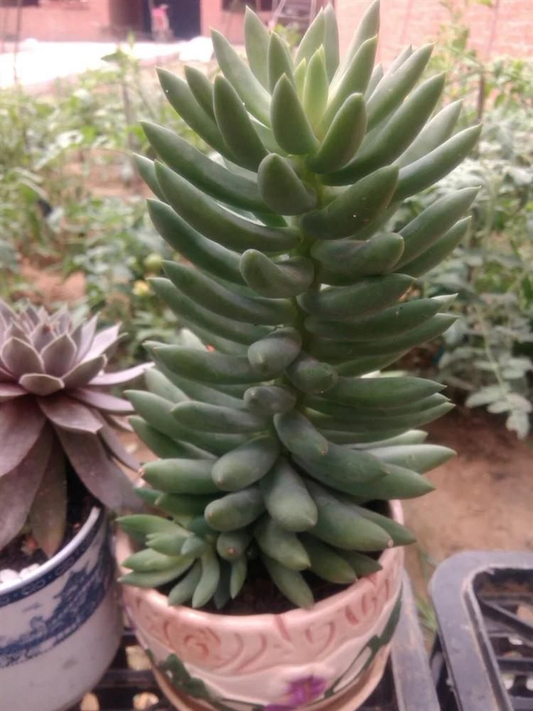 多肉长得瘦要不要拔出来看,多肉买回来之后越养越瘦