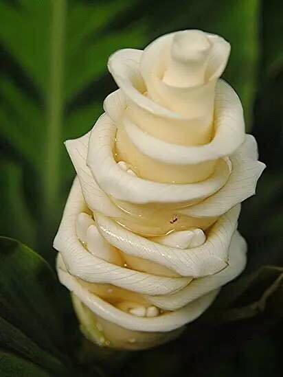 罕见的奇花异草 (160种奇花异草绝对有你没见过的)