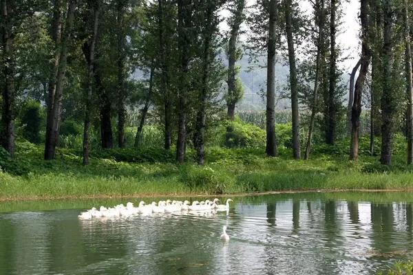 眼看着你从辉煌走向落寞,鹅和鸭农庄的前世今生