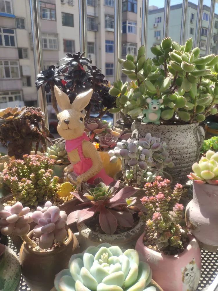 每一棵多肉都承载了一段时光,每一棵多肉都是独一无二