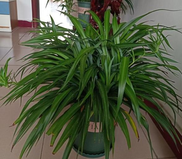 吊兰虽皮实,但有“几点”不可缺,做好叶片四季翠绿,折都折不断