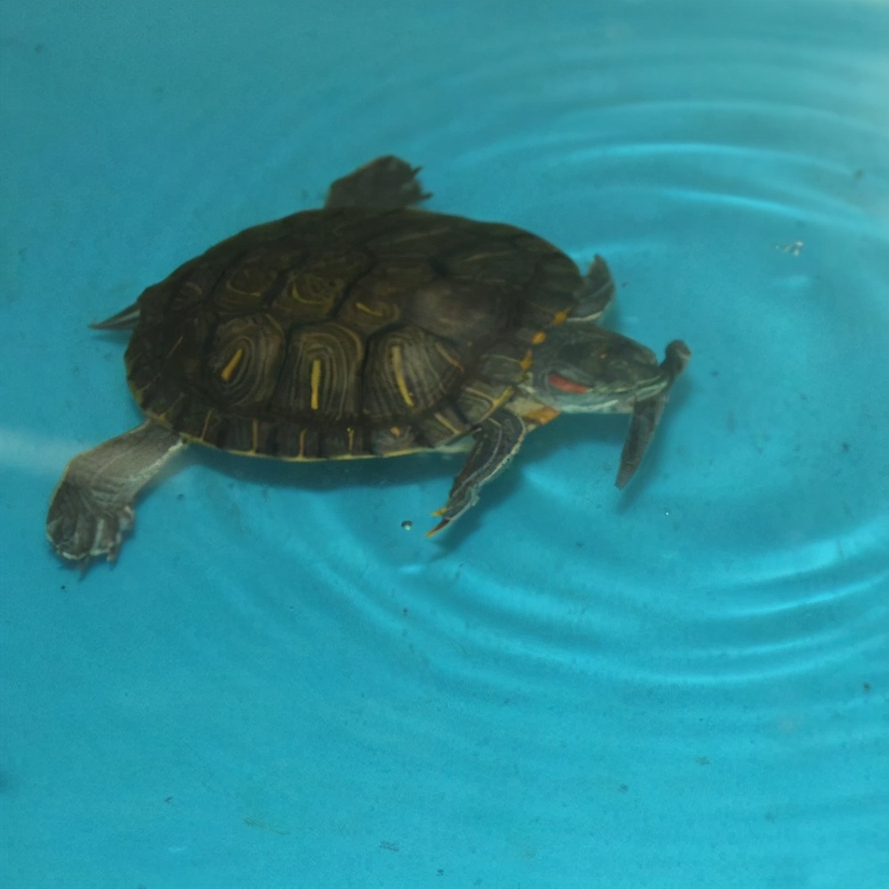 广州小水沟里的巴西龟泛滥,巴西龟泛滥成灾视频