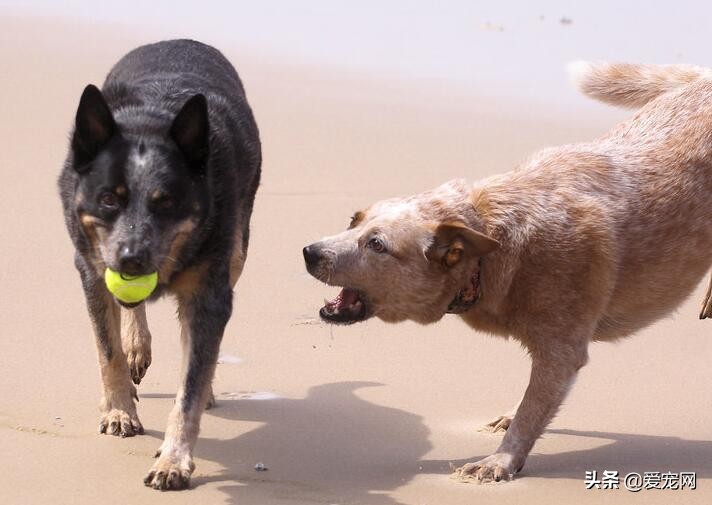 大狗呼吸急促怎么让它正常,狗狗对其他狗很警惕怎么办