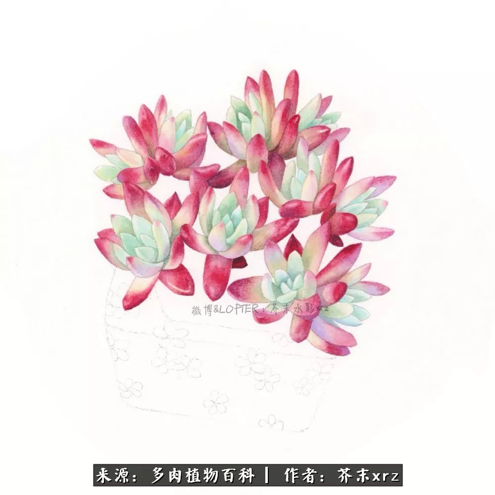 那个爱画多肉的小姑娘带着她的心头肉又来啦！