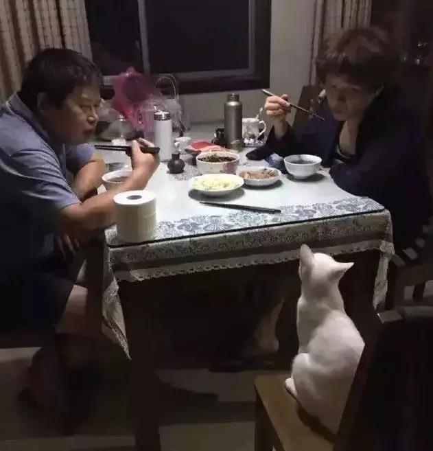 养猫后儿子鼻过敏，妈妈心生一计：不如你搬出去住吧！