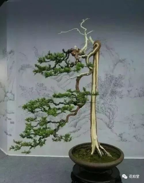 真柏盆景嫁接枝条什么时候拿弯,盆景三弯九拐枝条布局