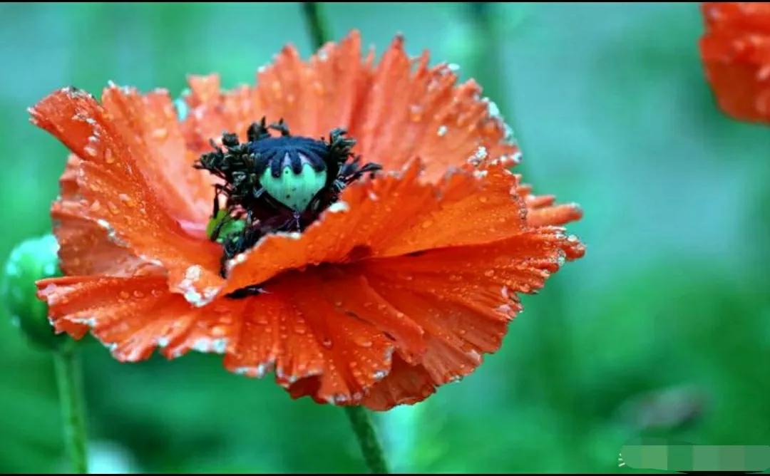 奇葩造型花:头上长草,心中有鬼,白月光。白天不开你非要晚上开