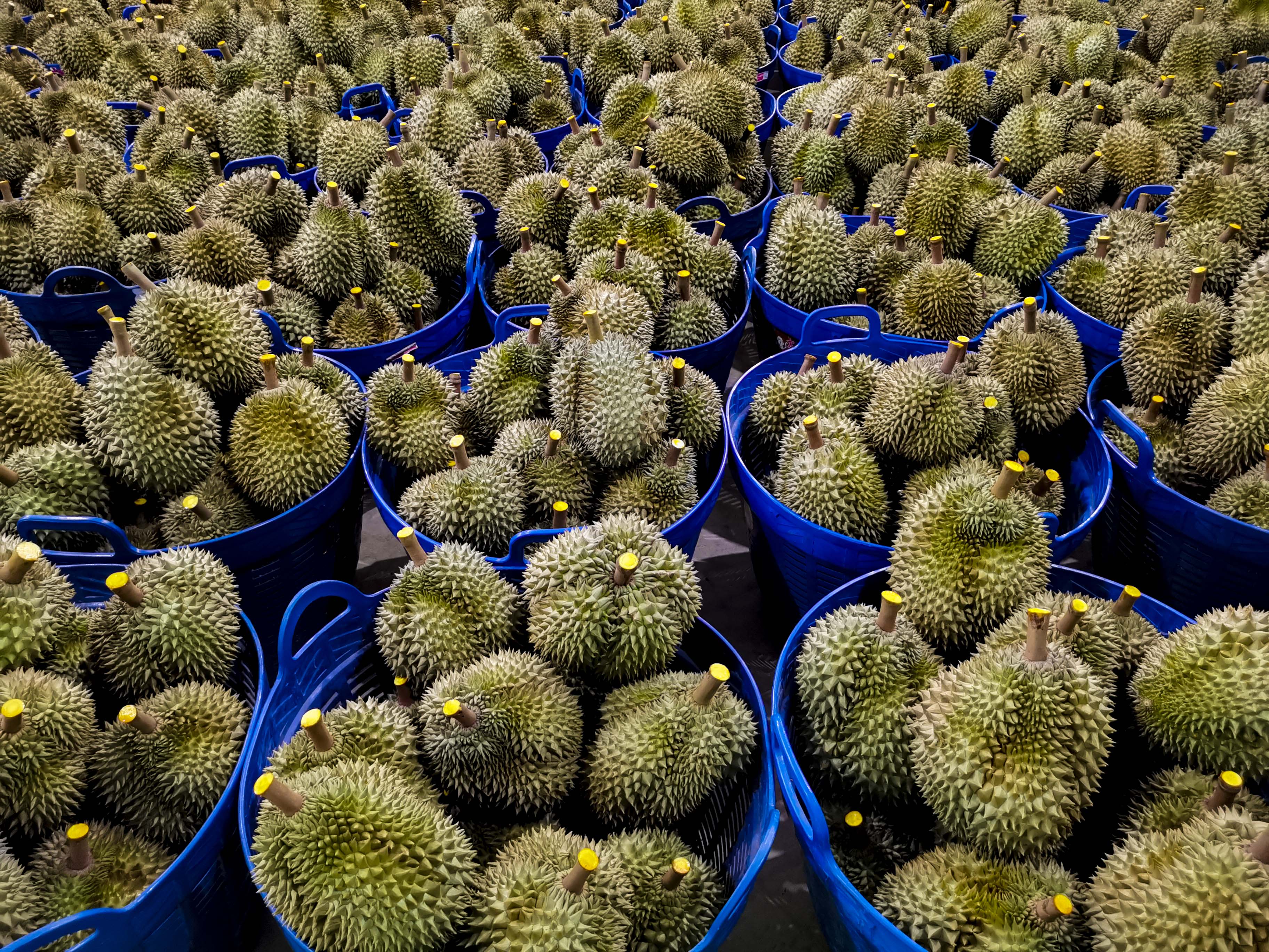 泰国榴莲金枕甜甜的,泰国金枕榴莲泰美味什么价格