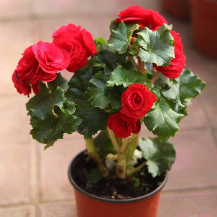 海棠怎么让它长侧芽,如何修剪海棠让花露出来