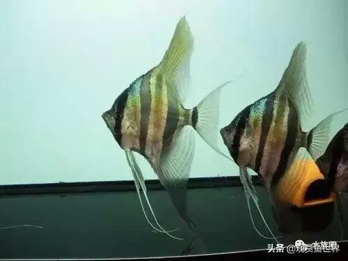 埃及观赏鱼的饲养要点,埃及神仙鱼的饲养技巧和方法