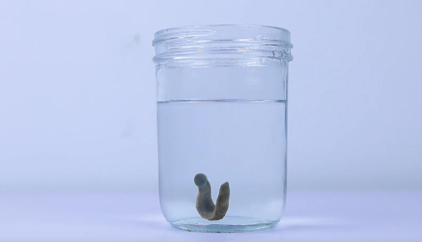 黄金水蛭一只多少钱,水蛭软黄金