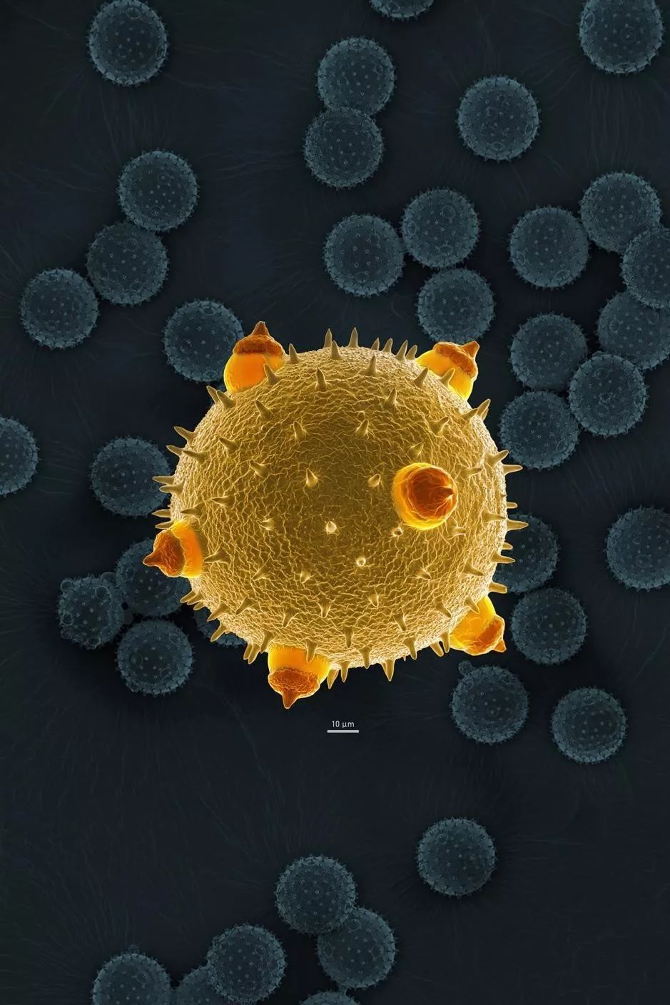 绉戠爺澹佺焊,绉戠爺浜虹殑鏂板勾澹佺焊