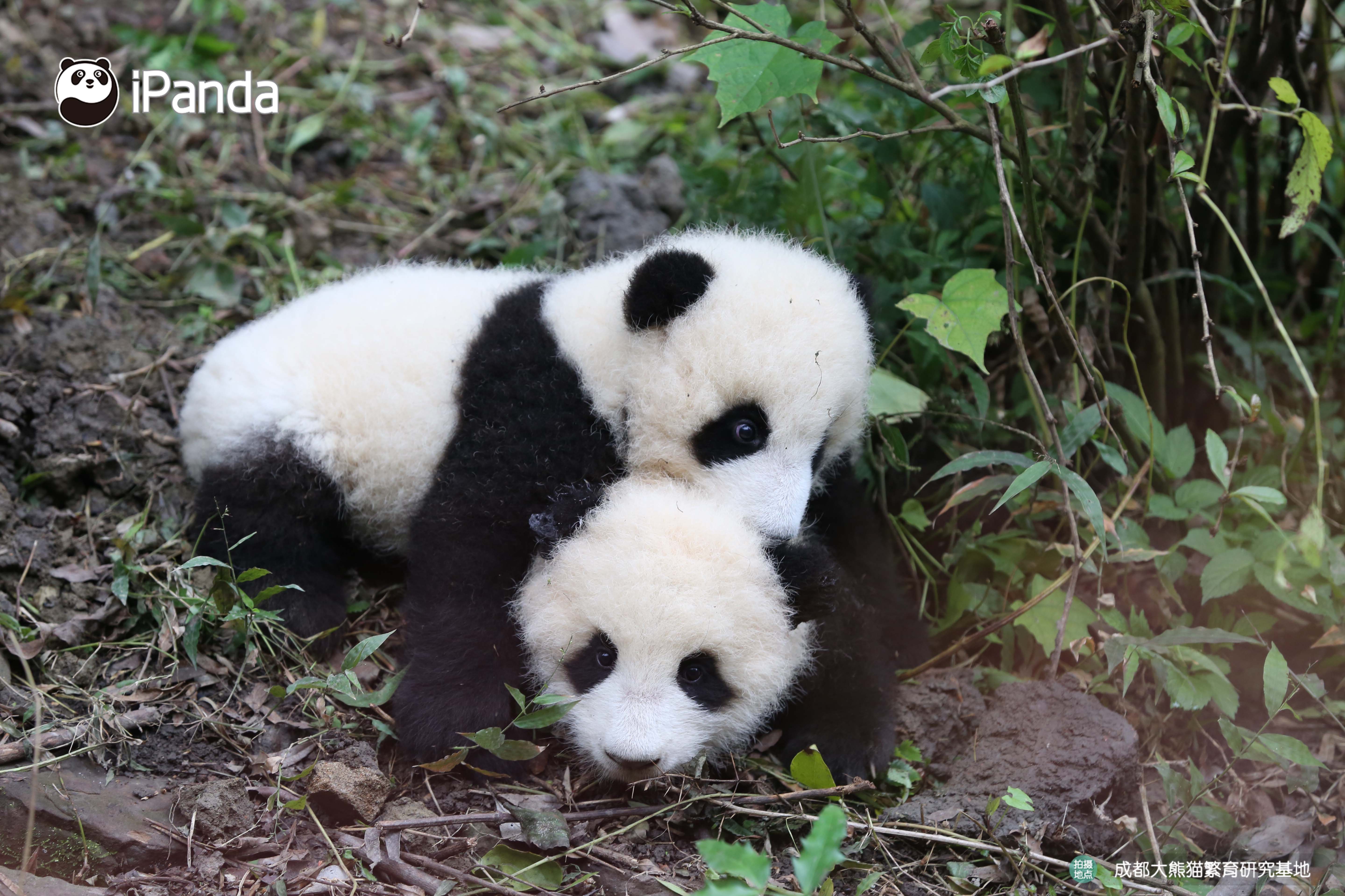 get认猫八招,轻松变大神!好看的熊脸千篇一律,认猫难到哭泣?