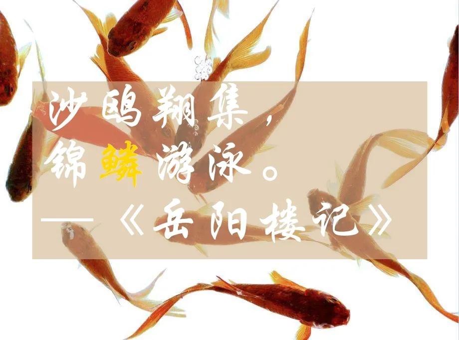 鱼鳞能有什么功效,鱼鳞有用吗