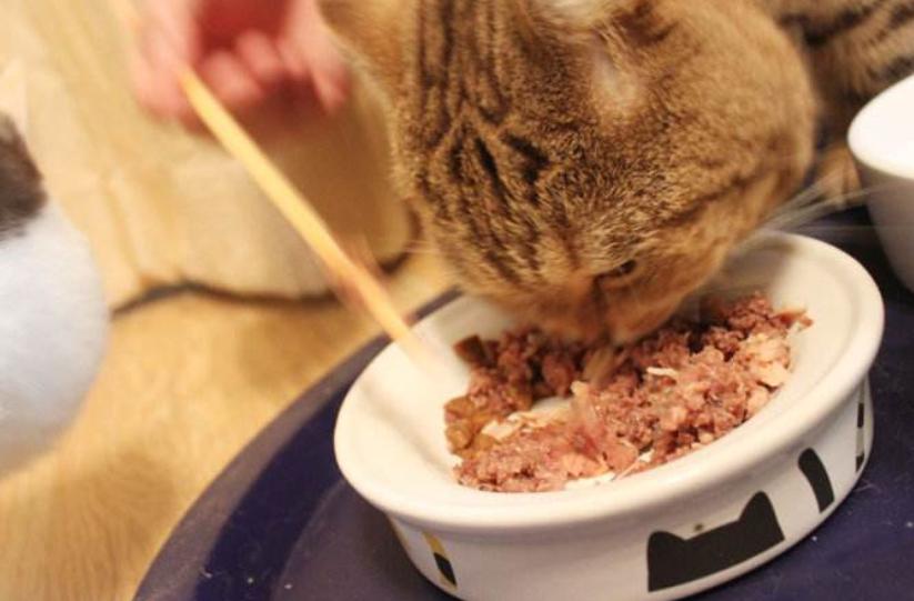 猫没有狗聪明是什么原因,猫聪明还是狗聪明智商排名