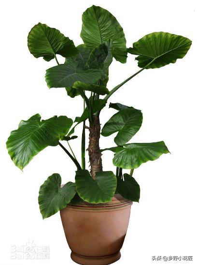 叶片厚的海芋,海芋的花特征